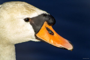 Schwan_Kopf_1.jpg