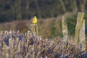 Forum DSC01483 psf_cr (c) PPf.jpg