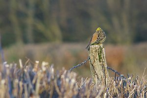 Forum DSC01484_cr (c) PPf.jpg