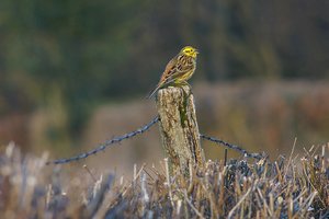 Forum DSC01486 psf (c) PPf.jpg