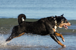 Tenno in Bewegung (1 von 1).jpg Tenno in Bewegung (1 von 1).jpg