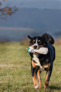 Tenno in Bewegung (2 von 1).jpg Tenno in Bewegung (2 von 1).jpg