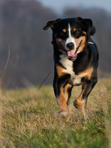 Tenno in Bewegung (3 von 1).jpg Tenno in Bewegung (3 von 1).jpg