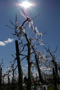 K1024_tiefgefrohrene Appelbäume 008.JPG