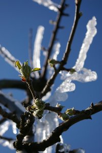 K1024_tiefgefrohrene Appelbäume 012.JPG