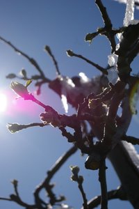 K1024_tiefgefrohrene Appelbäume 013.JPG