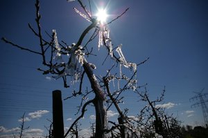 K1024_tiefgefrohrene Appelbäume 015.JPG