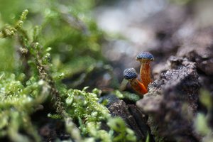 Forum DSC01845a  NEX 5R + Elicar 90mm (c) PPf.jpg