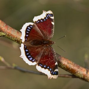 2014_03_30_SD15_Rasdorf_Schmetterling_Trauermantel_0243_VarF_900x900pix.jpg 2014_03_30_SD15_Rasdorf_Schmetterling_Trauermantel_0243_VarF_900x900pix.jpg