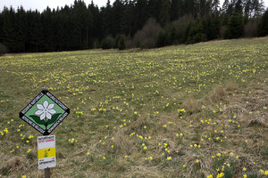 Narzissen_Eifel_2014_1.jpg
