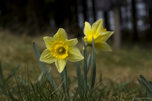 Narzissen_Eifel_2014_2.jpg