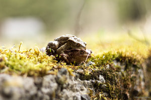 Frosch_Eifel_2014_1.jpg