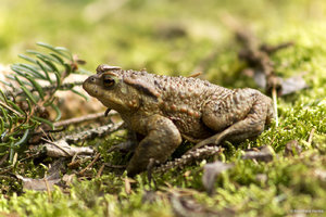 Frosch_Eifel_2014_2.jpg