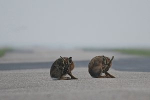 20140403_477Beltringharderko_Feldhase01 (Lepus europaeus).JPG