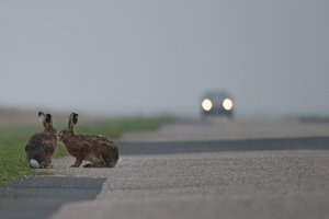 20140403_514Beltringharderko_Feldhase04 (Lepus eurpaeus).JPG