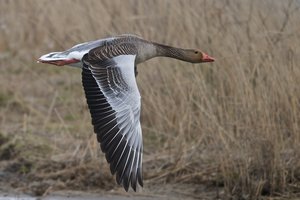 20140404_714Beltringharderko_Graugans01 (Anser anser).JPG 20140404_714Beltringharderko_Graugans01 (Anser anser).JPG