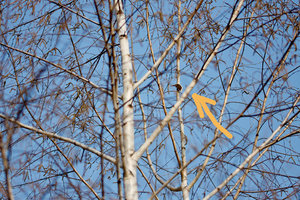 2014_03_30_SD15_Rasdorf_Schmetterling_Trauermantel_oben_in_Birke_0287_VarA_900x600pix.jpg 2014_03_30_SD15_Rasdorf_Schmetterling_Trauermantel_oben_in_Birke_0287_VarA_900x600pix.jpg