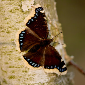 2014_03_30_SD15_Rasdorf_Schmetterling_Trauermantel_Seite_0321_VarA_900x900pix.jpg 2014_03_30_SD15_Rasdorf_Schmetterling_Trauermantel_Seite_0321_VarA_900x900pix.jpg