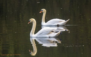 IMG_4776.jpg IMG_4776.jpg