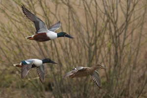 20140404_768Beltringharderko_Löffelente01 (Anas clypeata).JPG 20140404_768Beltringharderko_Löffelente01 (Anas clypeata).JPG