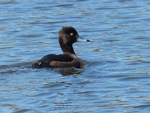 Reihererpel.jpg Reihererpel.jpg