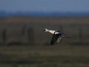 ZwSäger_filtered.jpg ZwSäger_filtered.jpg