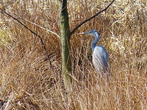 GrauReih1.jpg GrauReih1.jpg