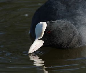 BlässhuhnP.jpg BlässhuhnP.jpg