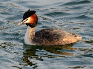 comp_DSC_2127.jpg comp_DSC_2127.jpg