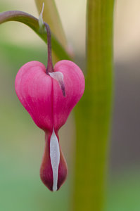 tränendes Herz (1 von 1).jpg