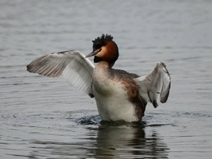 comp_DSC_2184.jpg comp_DSC_2184.jpg