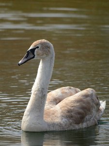 comp_DSC_2227.jpg comp_DSC_2227.jpg