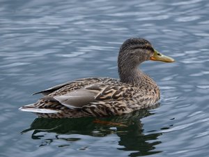 comp_DSC_2261.jpg comp_DSC_2261.jpg