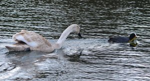 comp_DSC_2263.jpg comp_DSC_2263.jpg