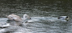 comp_DSC_2264.jpg comp_DSC_2264.jpg