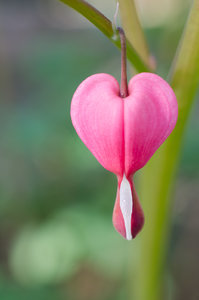 Herz April 2014 (3 von 1).jpg