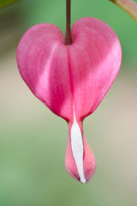 Herz April 2014 (4 von 1).jpg