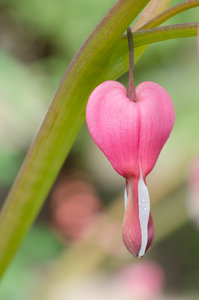 Herz April 2014 (5 von 1).jpg