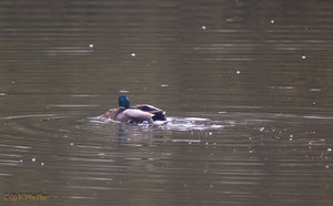 IMG_4838.jpg IMG_4838.jpg