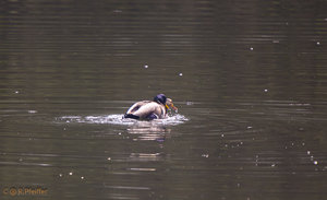 IMG_4844.jpg IMG_4844.jpg