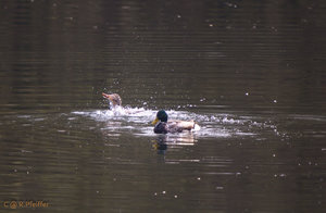 IMG_4849.jpg IMG_4849.jpg