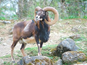 verkl.forumMufflon TP 300mm.jpg