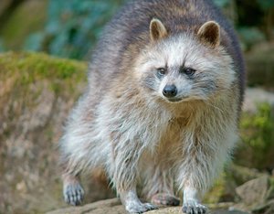 verkl.forumWaschbär TP 300mm.jpg