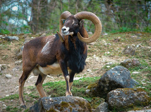 verkl.forumMufflon TP 300mm.jpg