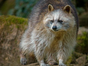 verkl.forumWaschbär TP 300mm.jpg