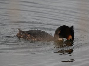 comp_DSC_9892_032.jpg comp_DSC_9892_032.jpg