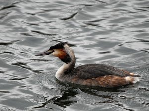 comp_DSC_9908_034.jpg comp_DSC_9908_034.jpg