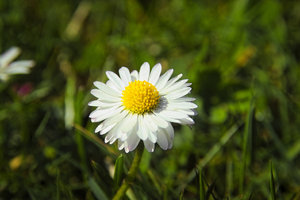 Blümchen.jpg Blümchen.jpg