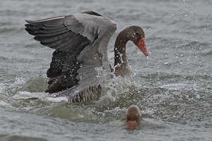 20140319_165BeltringharderKo_Graugans05.JPG 20140319_165BeltringharderKo_Graugans05.JPG