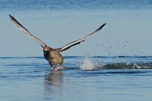 20140312_808500er_Graugans04.JPG 20140312_808500er_Graugans04.JPG